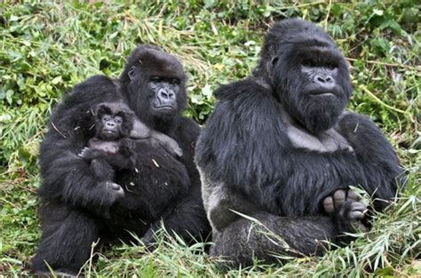 why are gorillas so similar to humans